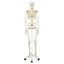 FULL BODY SKELETON- FIBER