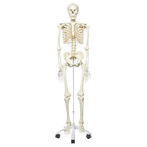 FULL BODY SKELETON- FIBER