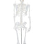 FULL BODY SKELETON- FIBER