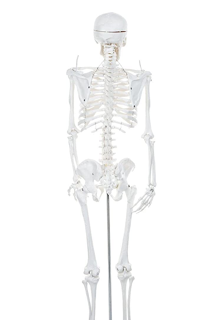 FULL BODY SKELETON- FIBER